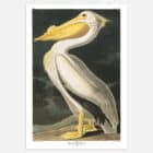 An illustrated print of John James Audubon's White Pelican