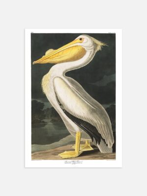 An illustrated print of John James Audubon's White Pelican