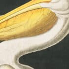 A detailed view of John James Audubon's White Pelican