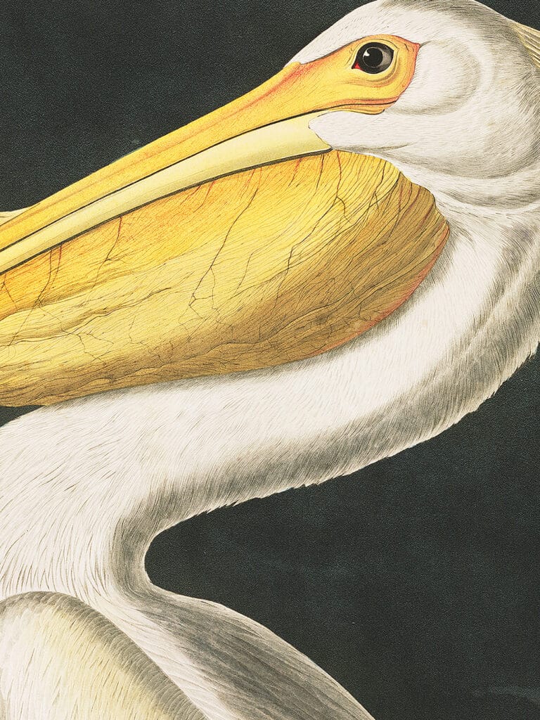 A detailed view of John James Audubon's White Pelican