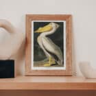 A framed print of John James Audubon's White Pelican