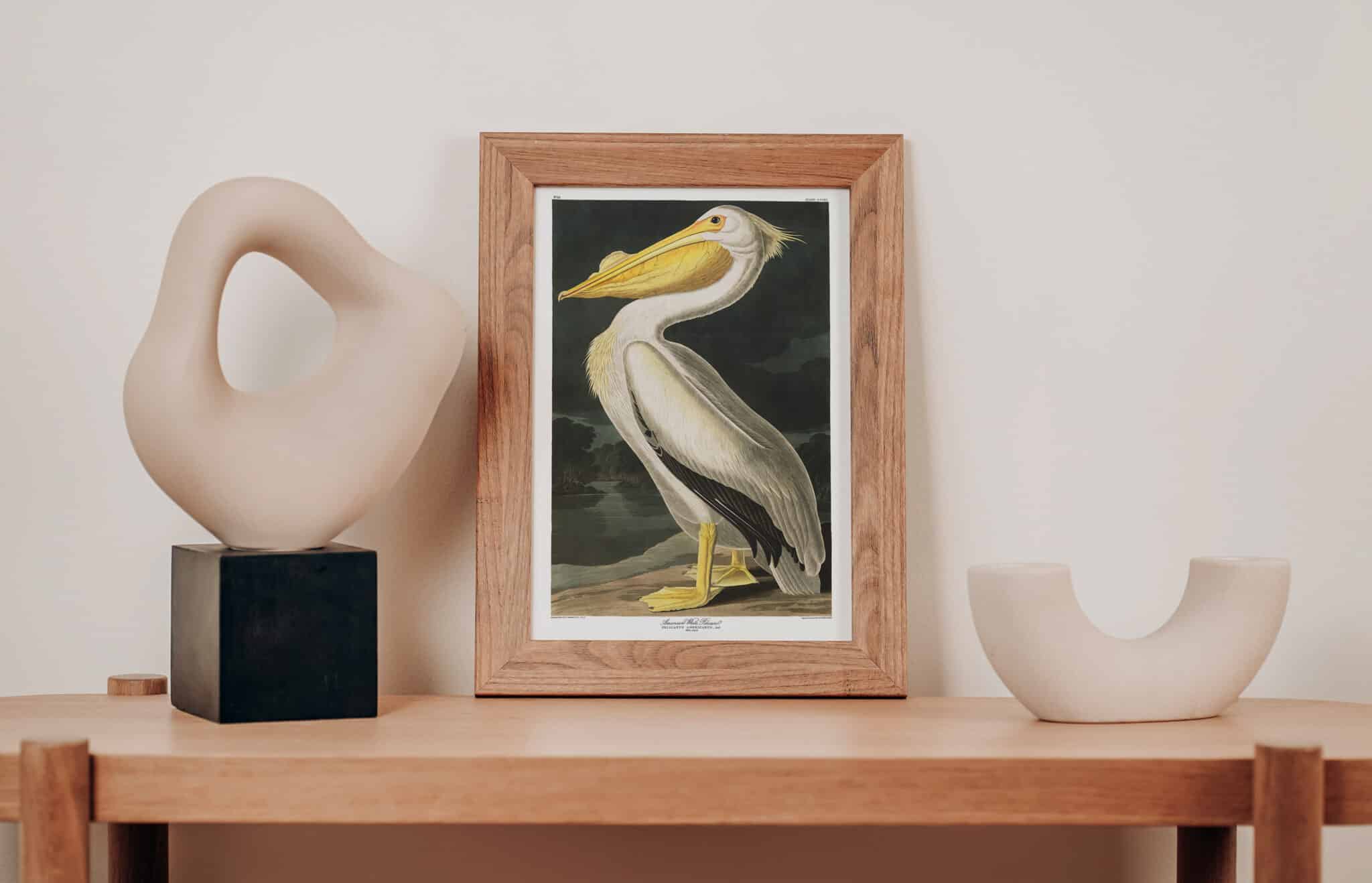 A framed print of John James Audubon's White Pelican