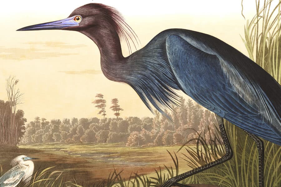 Audubon's iconic bird illustrations