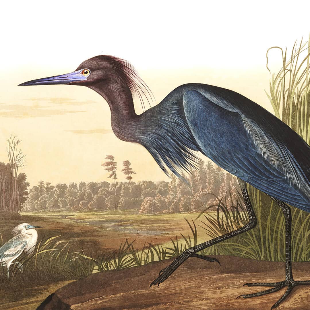 Audubon's iconic bird illustrations