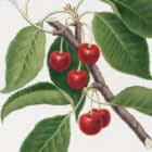 A detailed view of a botanical illustration of cherries