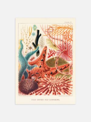 An illustrated print of the Great Barrier Reef Echinoderms