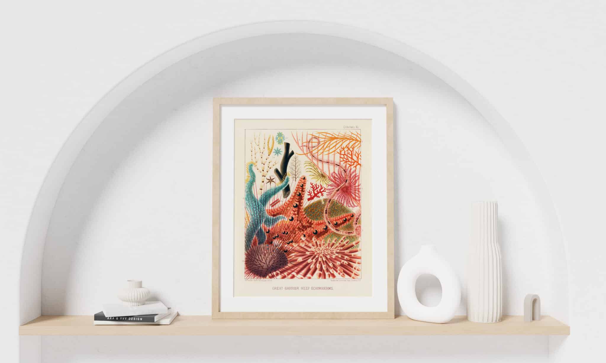 A framed print of the Great Barrier Reef Echinoderms