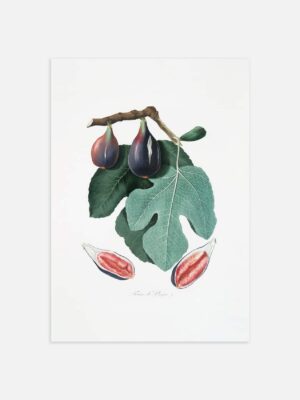 An print of a botanical illustration of a fig