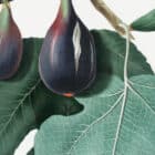 A detailed view of a botanical illustration of a fig