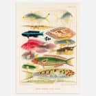 An illustrated print of the Great Barrier Reef Fishes