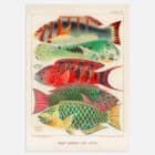 An illustrated print of the Great Barrier Reef Fishes