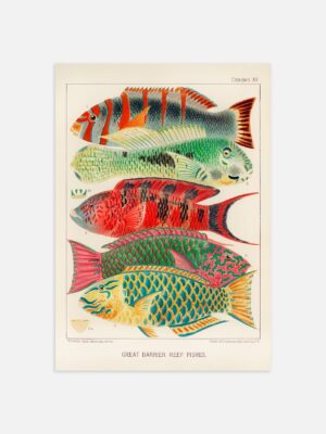 An illustrated print of the Great Barrier Reef Fishes