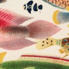 A detailed view of the Great Barrier Reef Fishes