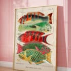 A framed print of the Great Barrier Reef Fishes