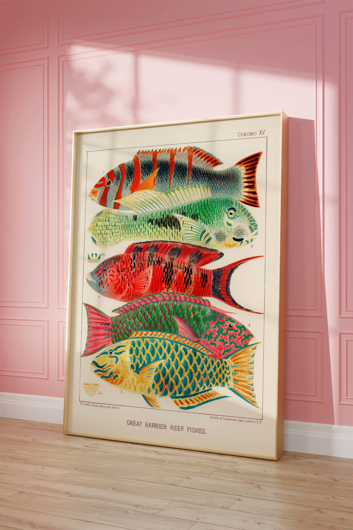 A framed print of the Great Barrier Reef Fishes