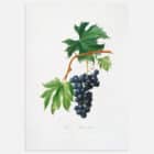 An print of a botanical illustration of grapes