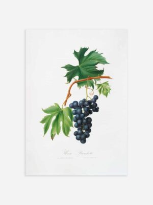 An print of a botanical illustration of grapes