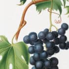 A detailed view of a botanical illustration of grapes