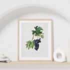 A framed print of a botanical illustration of grapes