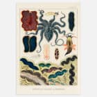 An illustrated print of the Great Barrier Reef Molluscs