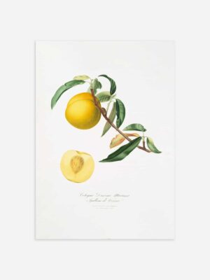 An print of a botanical illustration of a peach