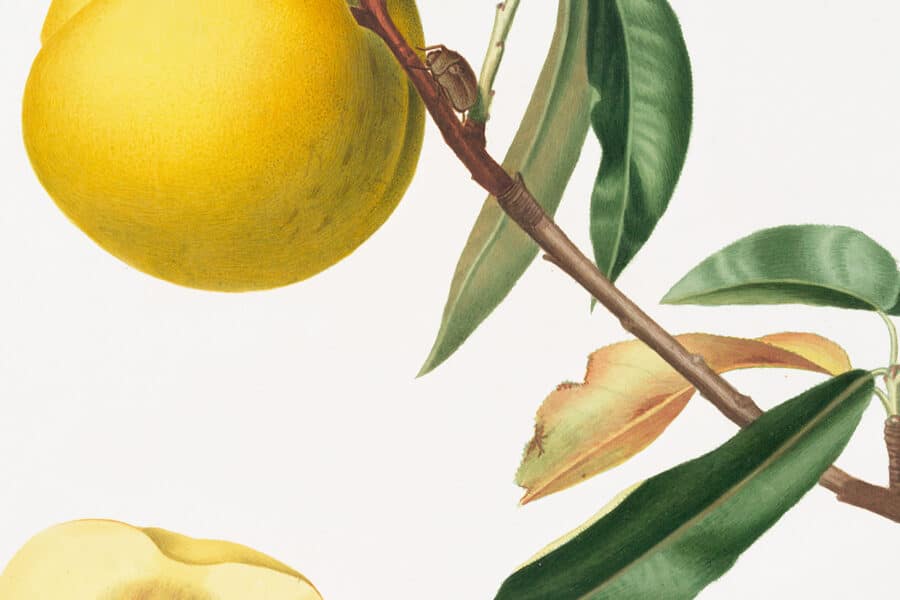 A detailed view of a botanical illustration of a peach