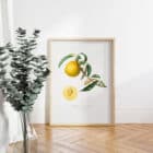 A framed print of a botanical illustration of a peach