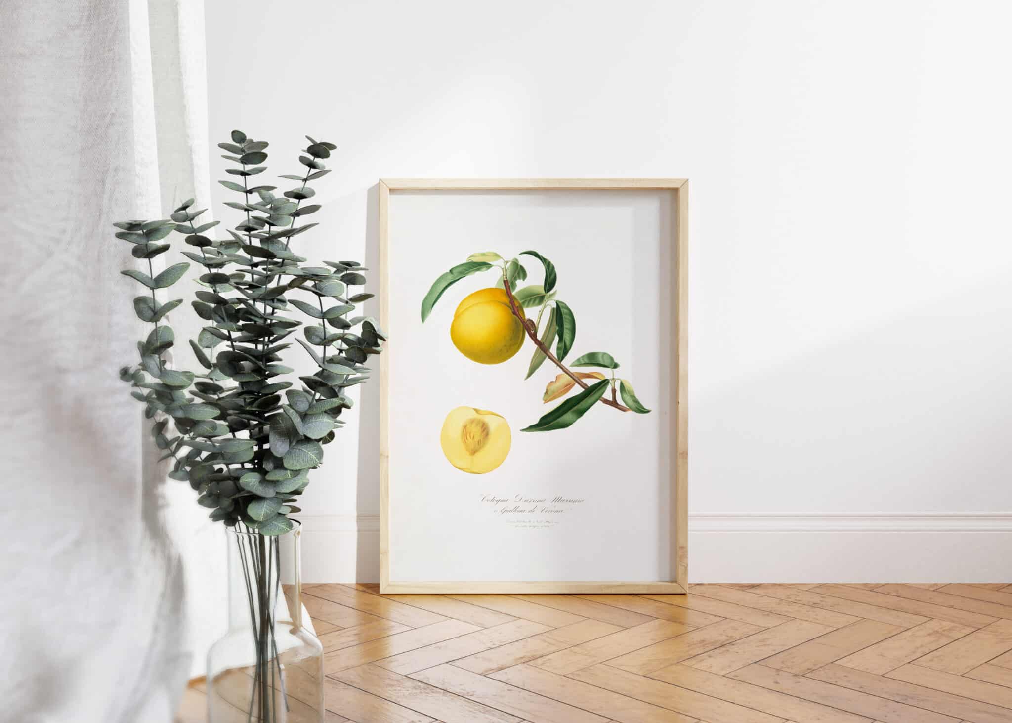 A framed print of a botanical illustration of a peach