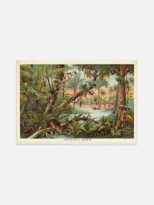 An illustrated print of the Tropical zone