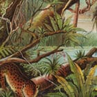 A detailed view of the Tropical zone