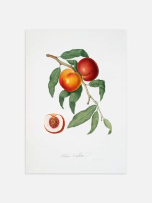 An print of a botanical illustration of a walnut