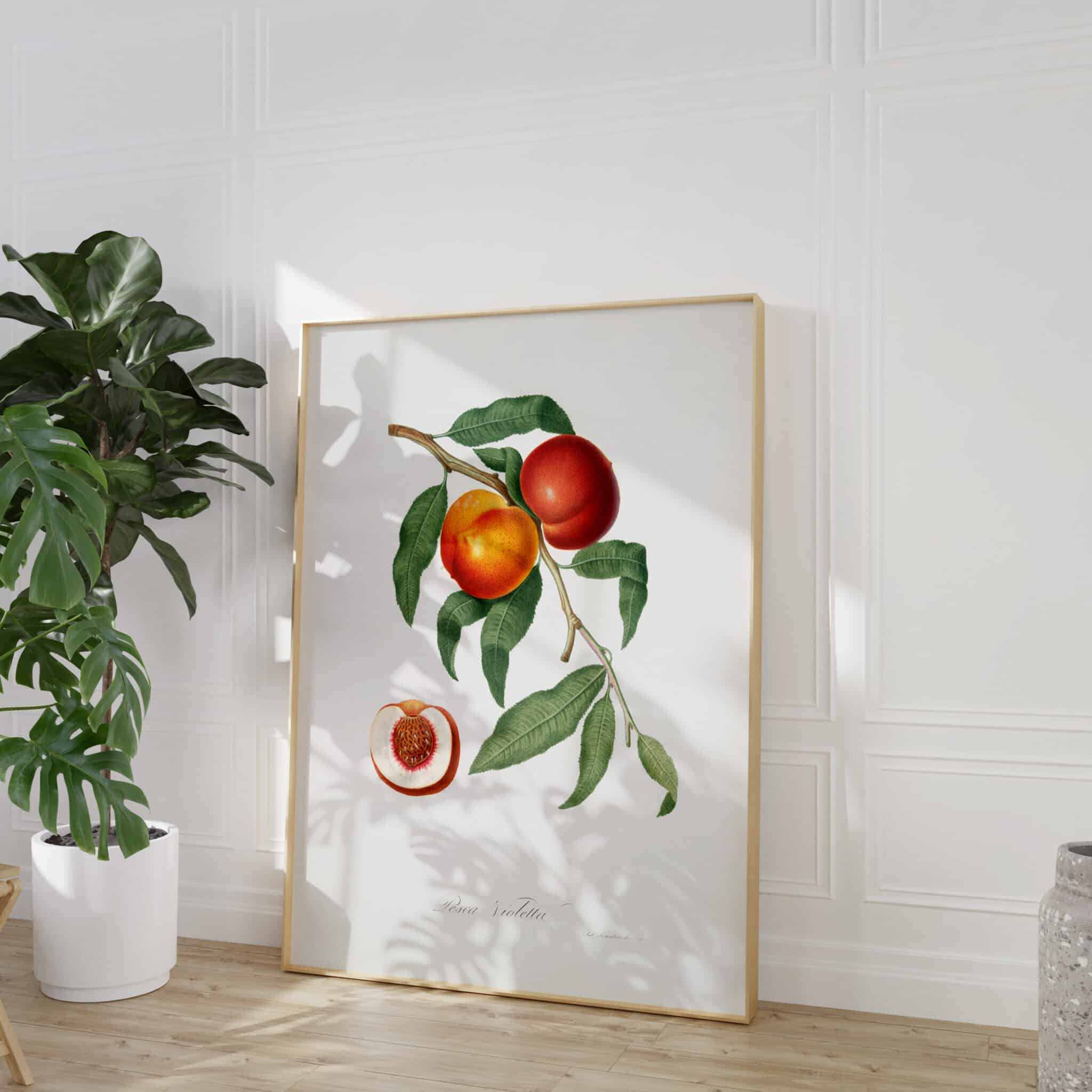 A framed print of a botanical illustration of a walnut