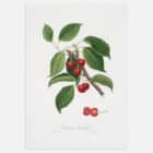 An print of a botanical illustration of cherries