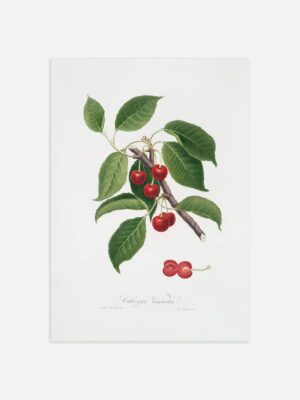 An print of a botanical illustration of cherries