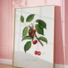 A framed print of a botanical illustration of cherries