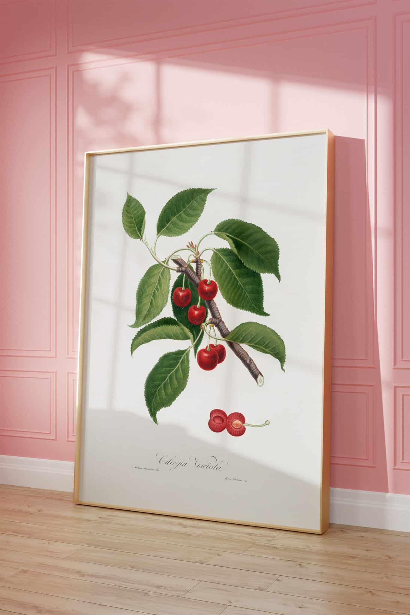 A framed print of a botanical illustration of cherries