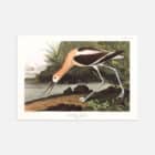 An illustrated print of John James Audubon's American Avocet