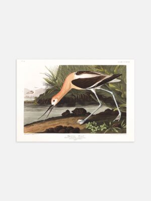 An illustrated print of John James Audubon's American Avocet