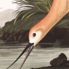 A detailed view of John James Audubon's American Avocet