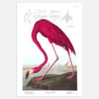 An illustrated print of John James Audubon's American Flamingo