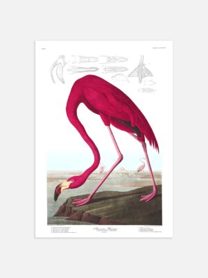 An illustrated print of John James Audubon's American Flamingo