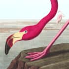 A detailed view of John James Audubon's American Flamingo