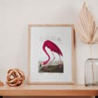 A framed print of John James Audubon's American Flamingo