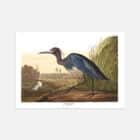 An illustrated print of John James Audubon's Blue Crane