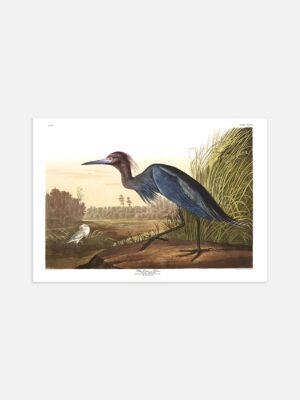 An illustrated print of John James Audubon's Blue Crane