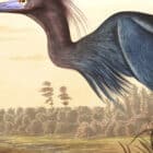 A detailed view of John James Audubon's Blue Crane