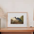 A framed print of John James Audubon's Blue Crane