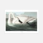 An illustrated print of John James Audubon's Trumpeter Swan