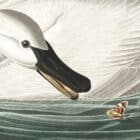 A detailed view of John James Audubon's Trumpeter Swan