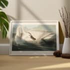 A framed print of John James Audubon's Trumpeter Swan